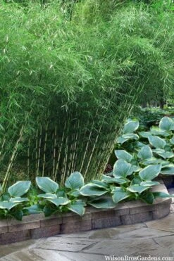 Robust Bamboo - Fargesia Robusta - 1 Gallon Pot -Botanica Tree Store fargesia robusta robust clumping bamboo 103
