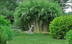 Robust Bamboo - Fargesia Robusta - 1 Gallon Pot -Botanica Tree Store fargesia robusta robust clumping bamboo 105