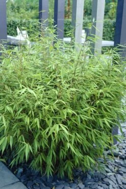 Sunset Glow Clumping Bamboo (Fargesia Rufa) - 3 Gallon Pot -Botanica Tree Store fargesia rufa sunset glow clumping bamboo 1