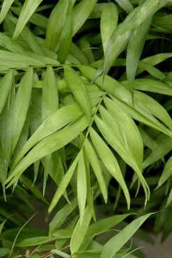 Sunset Glow Clumping Bamboo (Fargesia Rufa) - 3 Gallon Pot -Botanica Tree Store fargesia rufa sunset glow clumping bamboo 2