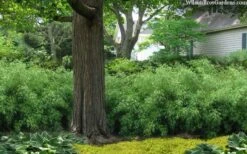 Sunset Glow Clumping Bamboo (Fargesia Rufa) - 3 Gallon Pot -Botanica Tree Store fargesia rufa sunset glow clumping bamboo 9