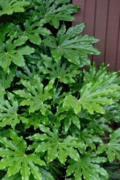 Fatsia Japonica (Japanese Aralia / Glossy Paper Plant) - 7 Gallon Pot