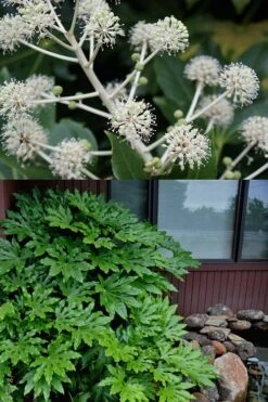 Fatsia Japonica - Japanese Aralia - Glossy Paper Plant - 1 Gallon Pot 9 Fatsia Japonica - Japanese Aralia - Glossy Paper Plant - 1 Gallon Pot -Botanica Tree Store fatsia Japanese Aralia 2 500x750 1