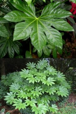 Fatsia Japonica - Japanese Aralia - Glossy Paper Plant - 1 Gallon Pot 10 Fatsia Japonica - Japanese Aralia - Glossy Paper Plant - 1 Gallon Pot -Botanica Tree Store fatsia Japanese Aralia 500x750 1