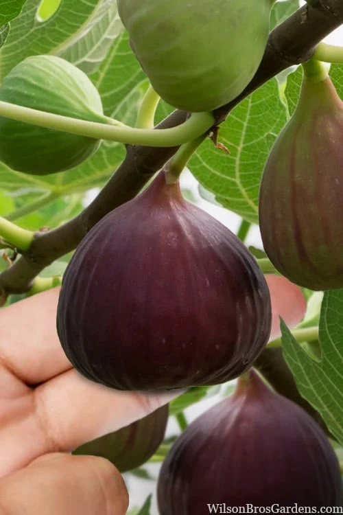 Little Ruby Dwarf Fig Tree - 3 Gallon Pot 1 Little Ruby Dwarf Fig Tree - 3 Gallon Pot