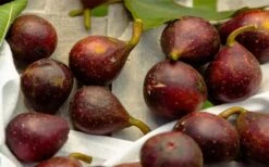 Little Ruby Dwarf Fig Tree - 3 Gallon Pot 11 Little Ruby Dwarf Fig Tree - 3 Gallon Pot -Botanica Tree Store ficus carica little ruby fig tree 2