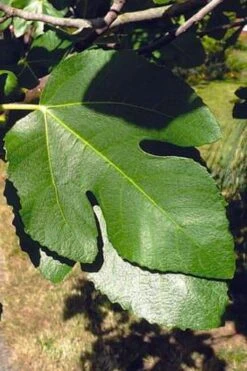 Little Ruby Dwarf Fig Tree - 3 Gallon Pot 13 Little Ruby Dwarf Fig Tree - 3 Gallon Pot -Botanica Tree Store ficus carica little ruby fig tree 3