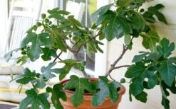 Little Ruby Dwarf Fig Tree - 3 Gallon Pot 12 Little Ruby Dwarf Fig Tree - 3 Gallon Pot -Botanica Tree Store ficus carica little ruby fig tree 4