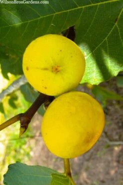 LSU Gold Fig Tree - 5 Gallon Pot -Botanica Tree Store ficus carica lsu gold fig tree 1