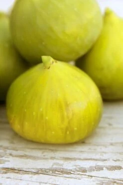 LSU Gold Fig Tree - 5 Gallon Pot -Botanica Tree Store ficus carica lsu gold fig tree 2