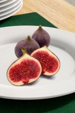 Texas Everbearing Fig Tree - 3 Gallon Pot 11 Texas Everbearing Fig Tree - 3 Gallon Pot -Botanica Tree Store fig texas everbearing 11