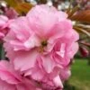 Kwanzan Pink Double Flowering Cherry Tree - 3 Gallon Pot