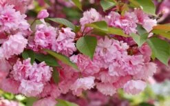 Kwanzan Pink Double Flowering Cherry Tree - 3 Gallon Pot -Botanica Tree Store flowering cherry kwansan 3