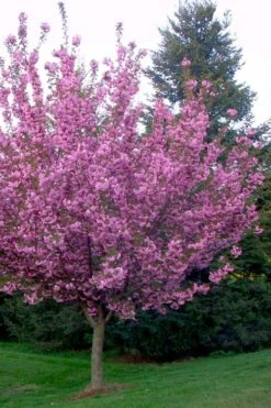 Kwanzan Pink Double Flowering Cherry Tree - 3 Gallon Pot -Botanica Tree Store flowering cherry kwansan 4