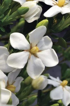 Snow Girl Hardy Dwarf Gardenia - 1 Gallon Pot -Botanica Tree Store gardenia jasminoides snow girl 2