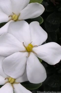 Snow Girl Hardy Dwarf Gardenia - 1 Gallon Pot