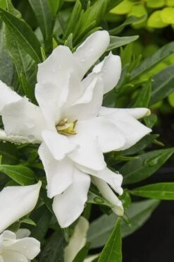 Radicans Creeping Dwarf Gardenia - 3 Gallon Pot -Botanica Tree Store gardenia radicans 22