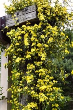 Margarita Cold Hardy Carolina Jasmine Vine (Gelsemium) - 1 Gallon Pot -Botanica Tree Store gelsemium sempervirens margarita cold hardy carolina jasmine vine 100