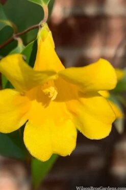 Margarita Cold Hardy Carolina Jasmine Vine (Gelsemium) - 1 Gallon Pot -Botanica Tree Store gelsemium sempervirens margarita cold hardy carolina jasmine vine 106
