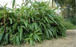 Giant Leaf Bamboo - Indocalamus Tessellatus - 3 Gallon Pot -Botanica Tree Store giant leaf bamboo
