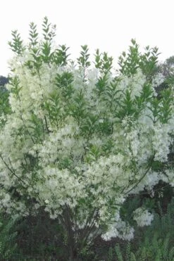 Grancy Graybeard - White Fringe Tree - 1 Gallon Pot 16 Grancy Graybeard - White Fringe Tree - 1 Gallon Pot -Botanica Tree Store grancy graybeard tree 33