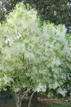 Grancy Graybeard - White Fringe Tree - 3 Gallon Pot -Botanica Tree Store grancy graybeard tree flowers 22 500x750 2