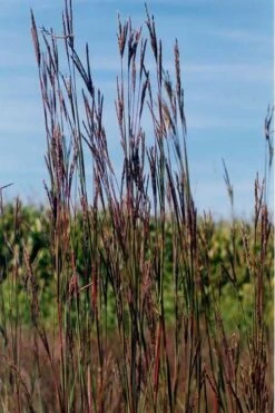 Big Bluestem Grass (Andropogon Gerardii) - 8 Pack Of 1 Gallon Pots 9 Big Bluestem Grass (Andropogon Gerardii) - 8 Pack Of 1 Gallon Pots -Botanica Tree Store grass big bluestem 500x750 1