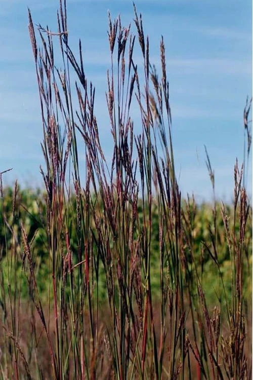 Big Bluestem Grass (Andropogon Gerardii) - 8 Pack Of 1 Gallon Pots 5 Big Bluestem Grass (Andropogon Gerardii) - 8 Pack Of 1 Gallon Pots - Image 5