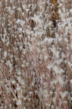 Black Mountain Bluestem Grass (Andropogon Ternarius) - 8 Pack Of 1 Gallon Pots 11 Black Mountain Bluestem Grass (Andropogon Ternarius) - 8 Pack Of 1 Gallon Pots -Botanica Tree Store grass black mountain bluestem 500x750 1