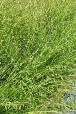 Cherokee Sedge (Carex Cherokeensis) - 8 Pack Of 1 Gallon Pots -Botanica Tree Store grass cherokee sedge 500x750 1
