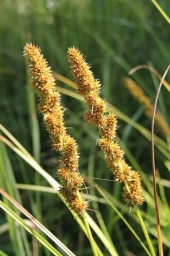 Fox Sedge (Carex Vulpinoidea) - 8 Pack Of 1 Gallon Pots -Botanica Tree Store grass fox sedge 500x750 1