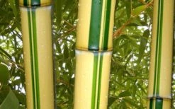 Gold Vivax Giant Timber Bamboo (Green Stripe Bamboo) - Phyllostachys Vivax 'Aureocaulis' - 3 Gallon Pot (4-6') -Botanica Tree Store green stripe vivax bamboo 1