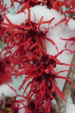 Diane Red Witch Hazel (Hamamelis X Intermedia) - 3 Gallon Pot -Botanica Tree Store hamamelis intermedia diane witch hazel 11 1