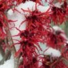 Diane Red Witch Hazel (Hamamelis X Intermedia) - 3 Gallon Pot