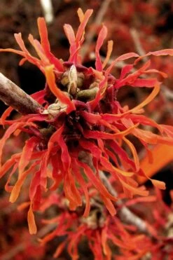 Diane Red Witch Hazel (Hamamelis X Intermedia) - 7 Gallon Pot -Botanica Tree Store hamamelis intermedia diane witch hazel 2