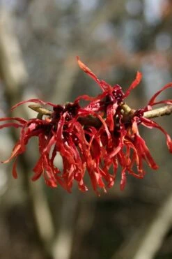 Diane Red Witch Hazel (Hamamelis X Intermedia) - 3 Gallon Pot -Botanica Tree Store hamamelis intermedia diane witch hazel 4 1