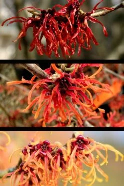Diane Red Witch Hazel (Hamamelis X Intermedia) - 3 Gallon Pot -Botanica Tree Store hamamelis intermedia diane witch hazel 5 1