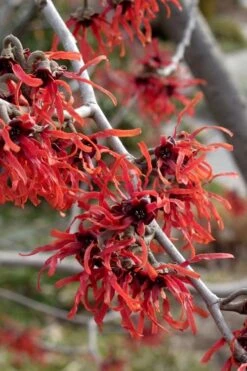 Diane Red Witch Hazel (Hamamelis X Intermedia) - 3 Gallon Pot -Botanica Tree Store hamamelis intermedia diane witch hazel 6 1