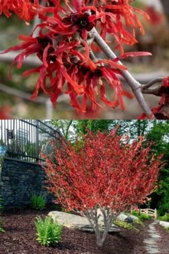 Diane Red Witch Hazel (Hamamelis X Intermedia) - 7 Gallon Pot -Botanica Tree Store hamamelis intermedia diane witch hazel 8