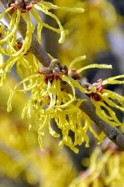 Little Prospect Golden American Witch Hazel (Hamamelis Virginiana) - 5 Gallon Pot -Botanica Tree Store hamamelis virginiana little prospect golden variegated witch hazel 11