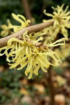 Little Prospect Golden American Witch Hazel (Hamamelis Virginiana) - 5 Gallon Pot -Botanica Tree Store hamamelis virginiana little prospect golden variegated witch hazel 12