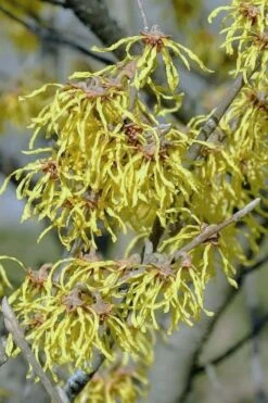 Little Prospect Golden American Witch Hazel (Hamamelis Virginiana) - 5 Gallon Pot -Botanica Tree Store hamamelis virginiana little prospect golden variegated witch hazel 14