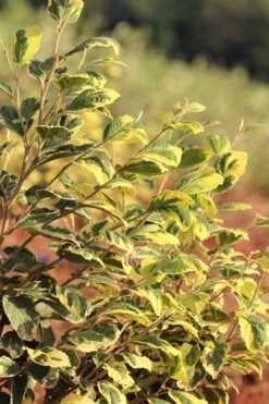 Little Prospect Golden American Witch Hazel (Hamamelis Virginiana) - 5 Gallon Pot -Botanica Tree Store hamamelis virginiana little prospect golden variegated witch hazel 5