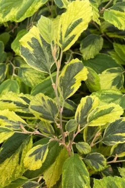 Little Prospect Golden American Witch Hazel (Hamamelis Virginiana) - 5 Gallon Pot -Botanica Tree Store hamamelis virginiana little prospect golden variegated witch hazel 9