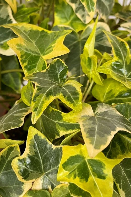 Gold Child Ivy (Hedera Helix) - 6 Pack Of Pint Pots 1 Gold Child Ivy (Hedera Helix) - 6 Pack Of Pint Pots