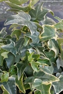 Ingelise English Ivy (Hedera) - 10 Pack Of 4" Pots -Botanica Tree Store hedera helix ingelise english ivy 4