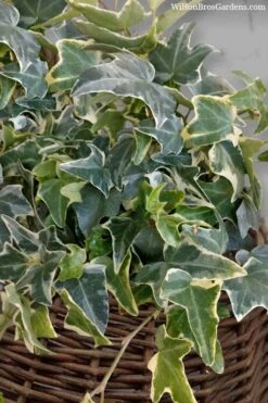 Ingelise English Ivy (Hedera) - 5 Pack Of Pint Pots -Botanica Tree Store hedera helix ingelise english ivy 6 1