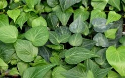 Teardrop Ivy (Hedera Helix) - 5 Pack Of Pint Pots -Botanica Tree Store hedera helix teardrop ivy 100