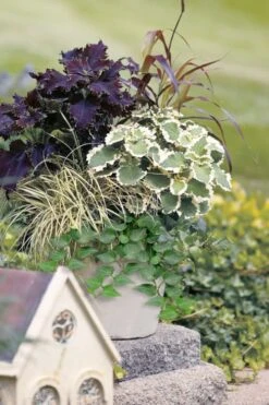 Teardrop Ivy (Hedera Helix) - 5 Pack Of Pint Pots -Botanica Tree Store hedera helix teardrop ivy 101