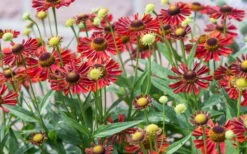Mariachi 'Siesta' Helen's Flower (Helenium) - 1 Gallon Pot -Botanica Tree Store helenium mariachi siesta helens flower 2
